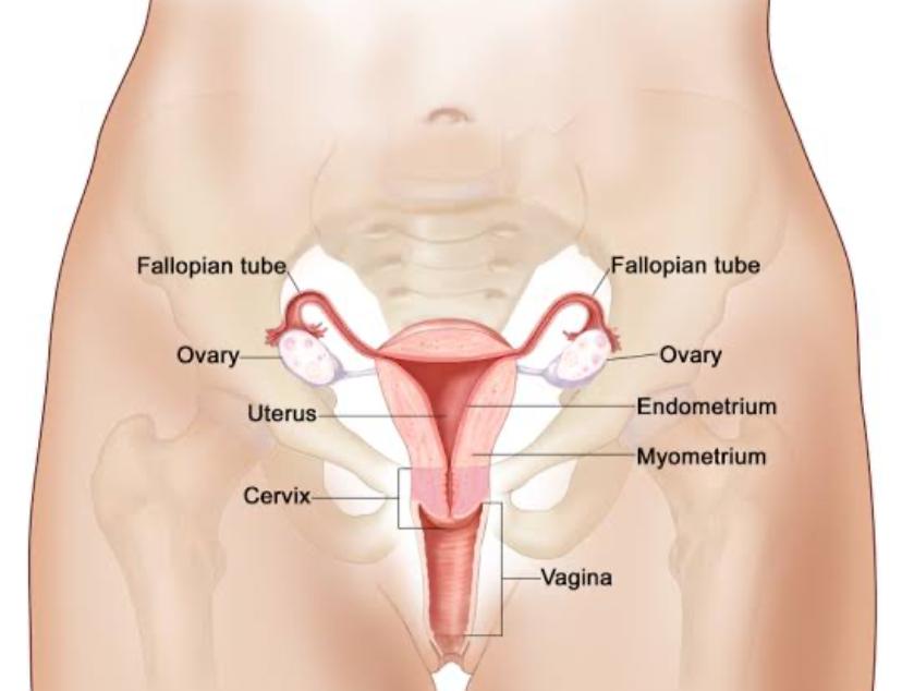 5 Jenis Makanan Yang Bagus Jaga Kesehatan Organ Reproduksi Wanita Agar Tidak Kering