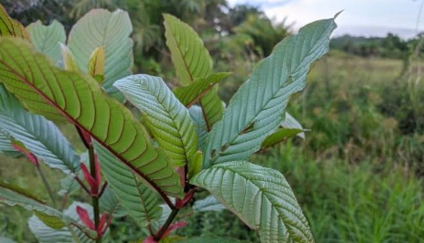 Heboh di Indonesia, Ternyata Begini Bentuk dan Manfaat Tanaman Kratom