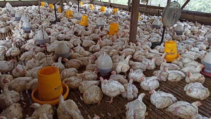 Biaya Produksi Ternak Tinggi, Permindo Minta Kebijakan Berpihak ke Peternak