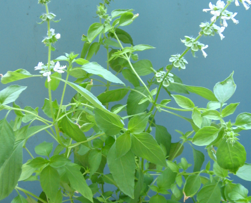 4 Khasiat Daun Kemangi Campur Lemon yang Bikin Kaget