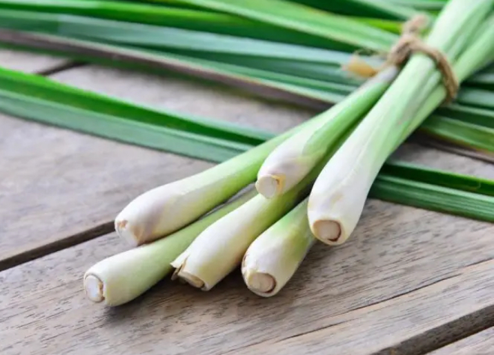 3 Tanaman Pengusir Nyamuk yang Bisa Ditanam di Rumah