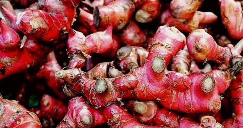 Redakan Sakit Punggung dengan Mengonsumsi 5 Herbal Ini