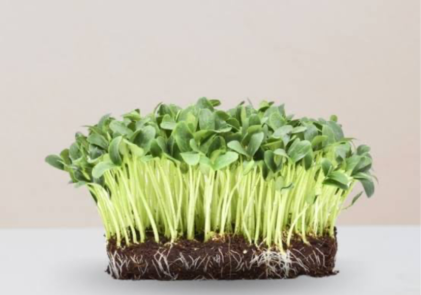 Intip Cara Menanam Kangkung dengan Teknik Microgreen