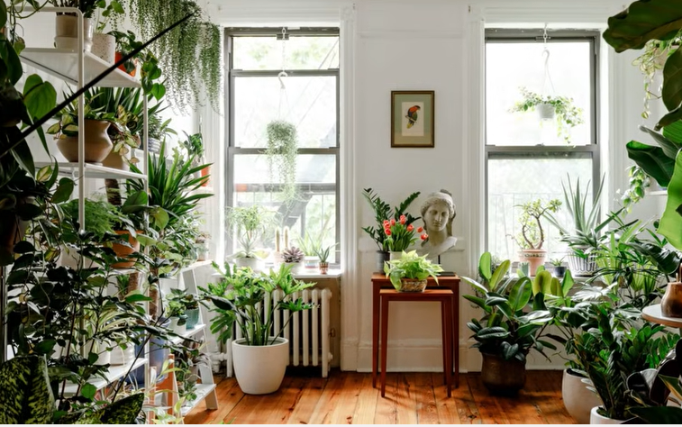 5 Tanaman Hias Indoor Penghasil Oksigen Alami, Bikin Rumah Lebih Sehat dan Bebas Polusi