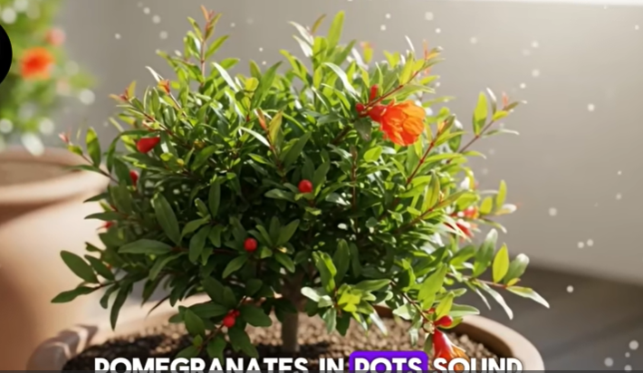 Tanaman Hias Media Air Jadi Tren Dekorasi Rumah Modern