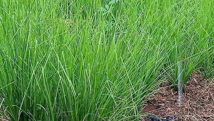 3 Tanaman Pencegah Longsor yang Bisa Ditanam