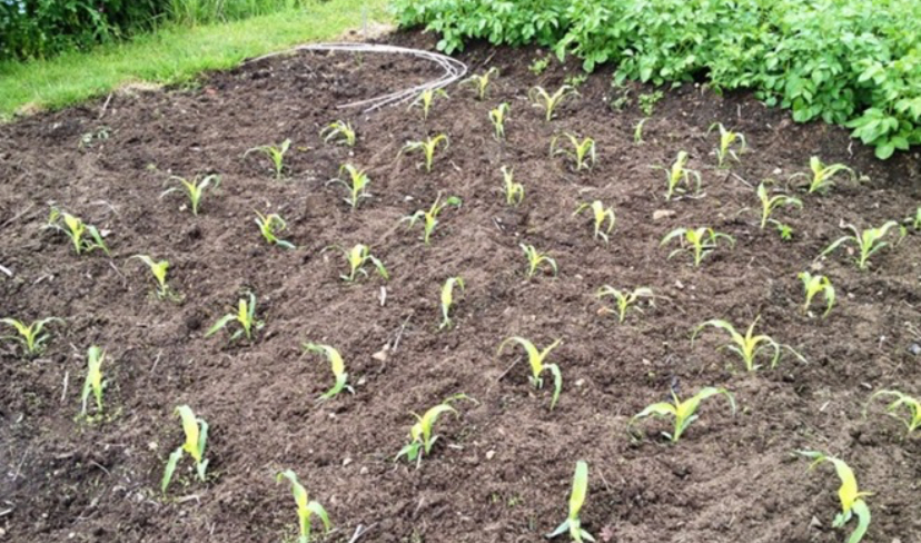 Cara Semai Jagung Manis untuk Pertumbuhan Optimal