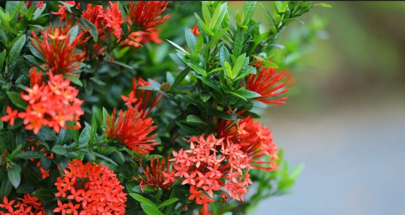  3 Tanaman yang Bisa Dijadikan Pagar Rumah