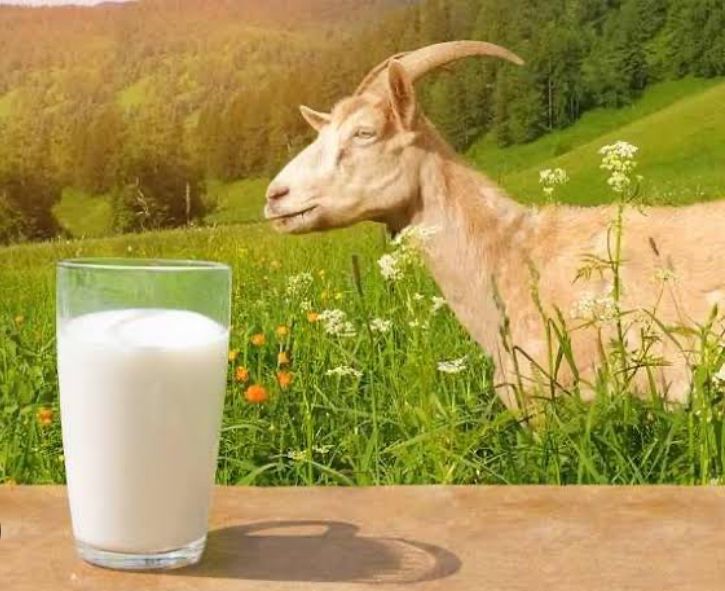 Manfaat Susu Kambing yang Bikin Kaget, Salah Satunya Untuk Kesehatan Tulang