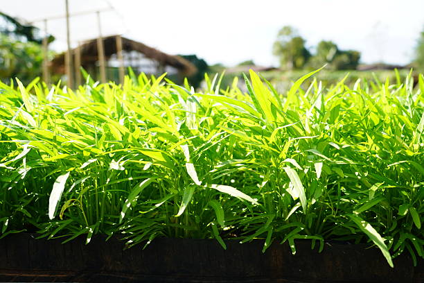 Cara Menanam Kangkung Hidroponik di Ember: Solusi Kebun Mini untuk Warga Kota