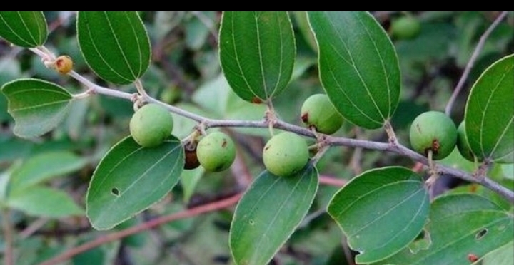 Daun Bidara, Tanaman Herbal yang Berkhasiat  Disebut dalam Al Quran