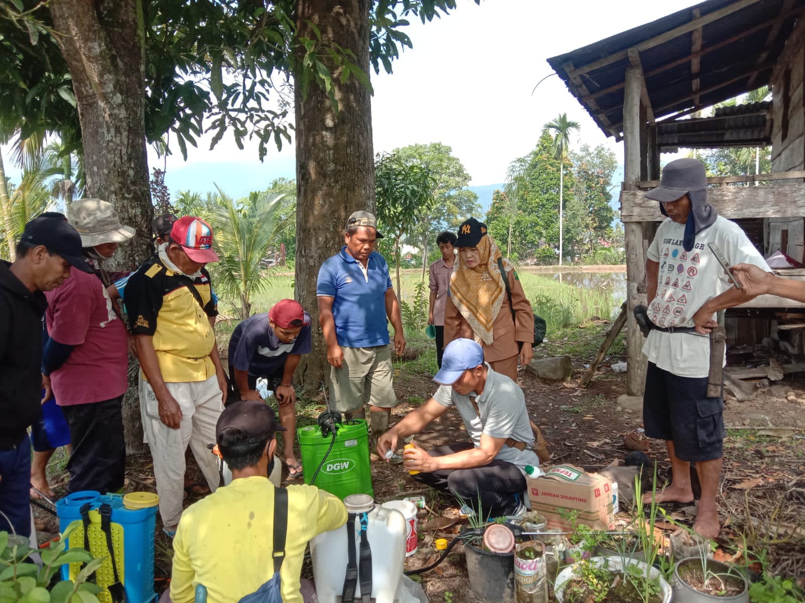 Cegah Hama Belalang, Desa di Lebong Lakukan Gerakan Pengendalian Organisme Penggangu Tumbuhan