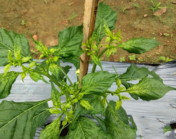 Cara Mengatasi Daun Tanaman Cabai Rawit yang Keriting