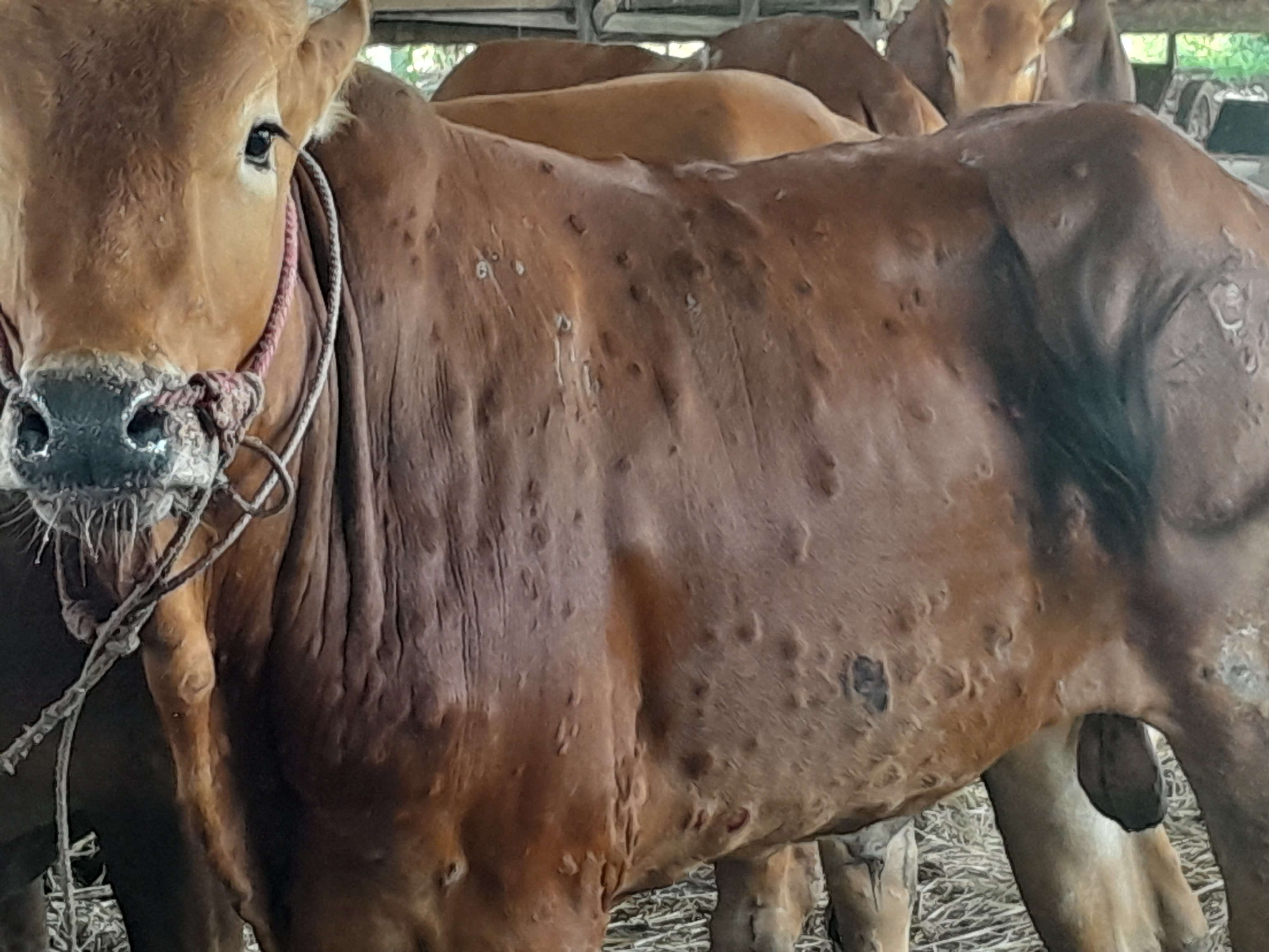 Lato-lato Serang Hewan Ternak Sapi, Begini Ciri dan Gejalanya 