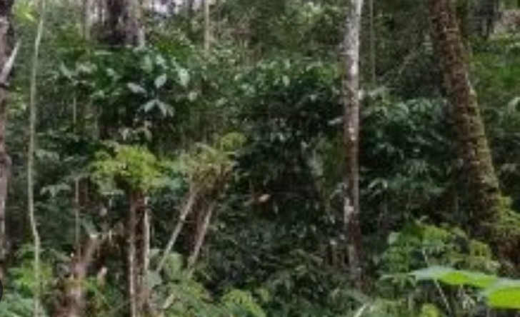 Penyebab Kopi Gagal Berbunga dan Cara Mengatasinya