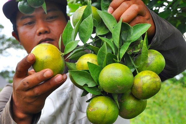 Jangan Anda Konsumsi 5 Buah Ini Saat Perut Kosong