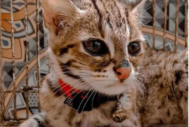 Mengenal Lebih Dalam Kucing Blacan: Si Macan Tutul Mini Kebanggaan Indonesia