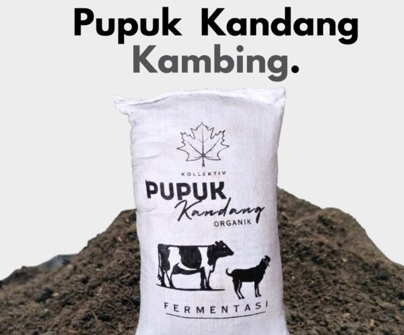 Cara Fermentasi Kotoran Kambing Yang Bau Bisa Jadi Pupuk Subur