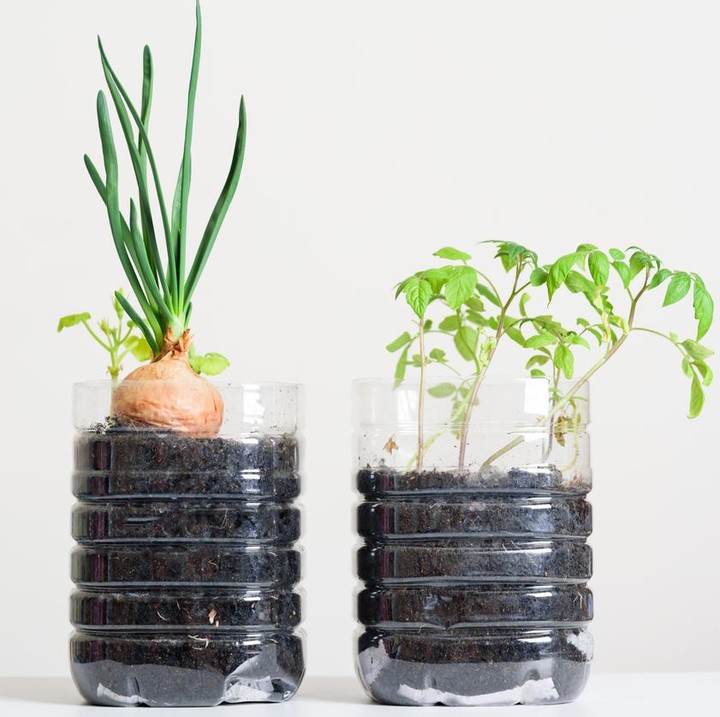 Catat, Ini Tanaman yang Cocok Ditanaman Dalam Botol Bekas 