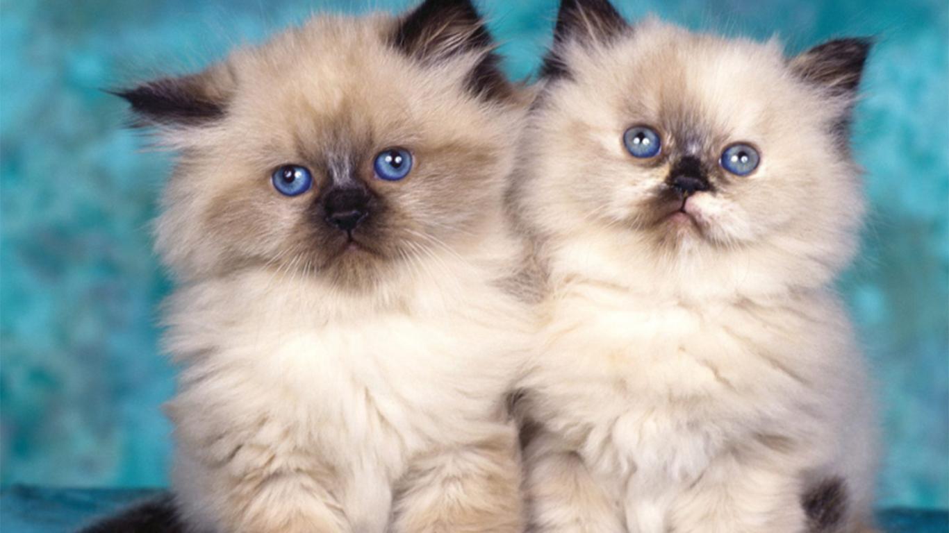 Ragam Jenis Kucing Persia, Menemukan Kecantikan dalam Setiap Perbedaan