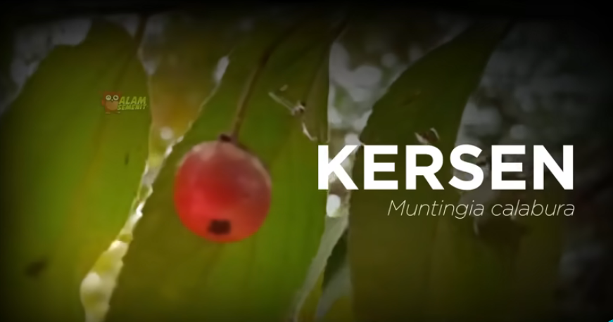 Kersen: Tumbuhan Perintis dengan Manfaat Ekologis dan Khasiat Tradisional