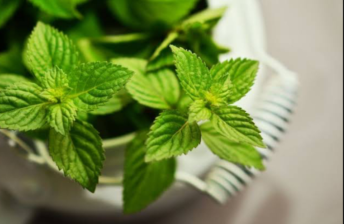 Khasiat Daun Mint untuk Bayi yang Perlu Kamu Ketahui