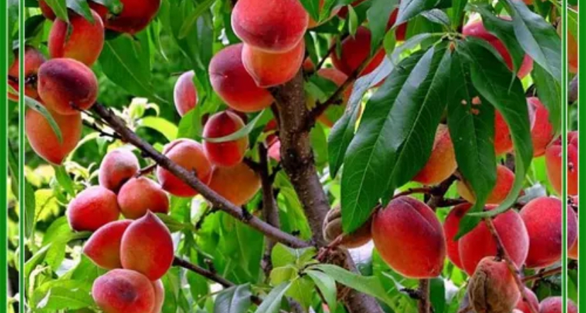 5 Khasiat Jus Buah Persik, Penyakit Ini Bakalan Tidak Berkutik