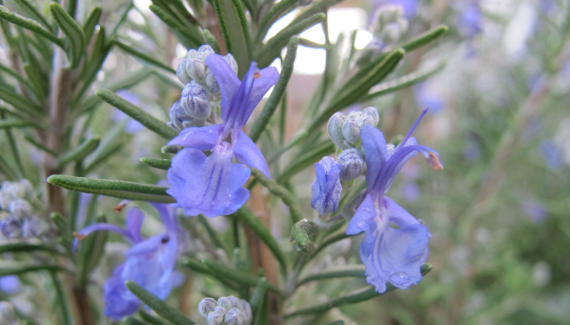 3 Tanaman Pengusir Tikus Untuk Dirumah 