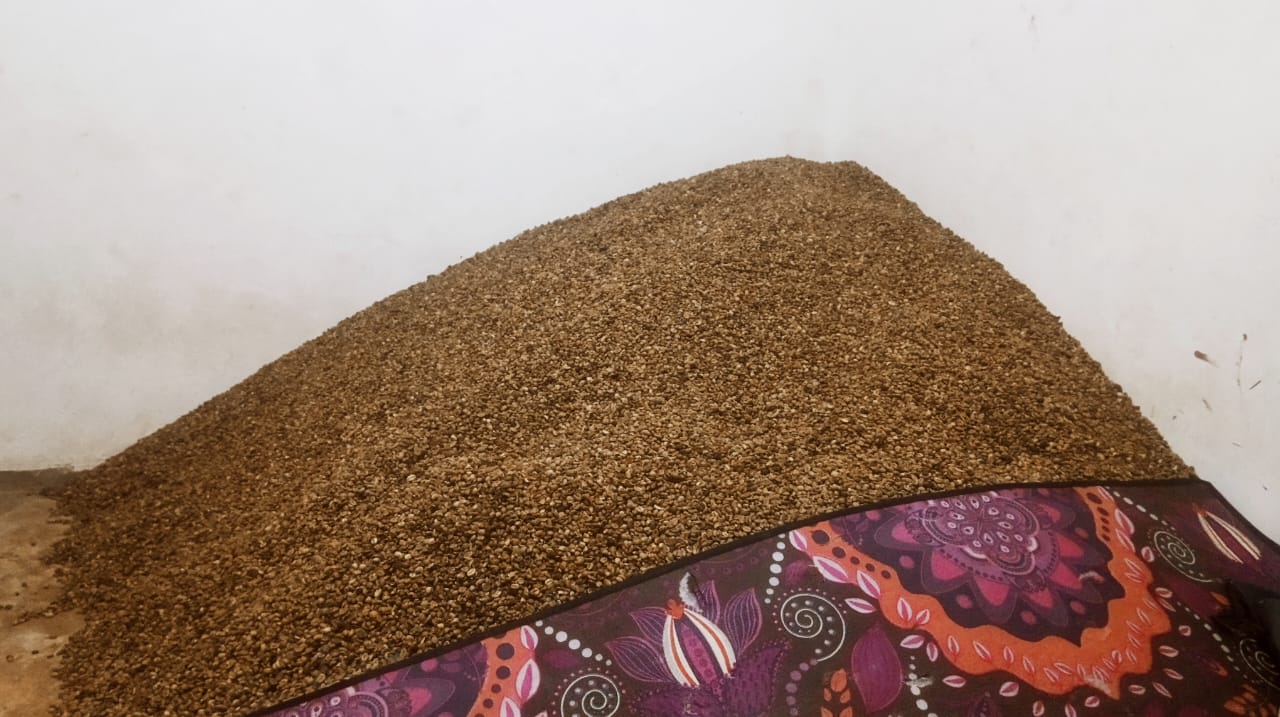 Update Harga Kopi di Lebong, Anjlok Jadi Rp54 Ribu per Kilogram