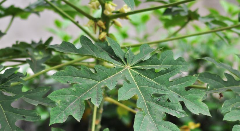 Apakah Konsumsi Sayur Daun Pepaya Sebabkan Darah Tinggi