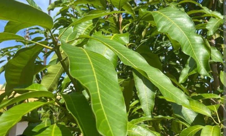 Manfaat Daun Mangga, Ampuh Obati Penyakit Diabetes