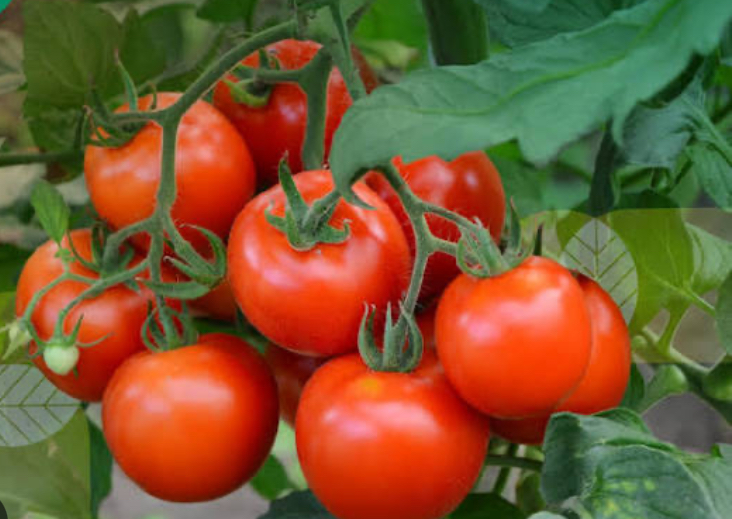 4 Makanan Tinggi Kandungan Vitamin A yang Baik untuk Tubuh