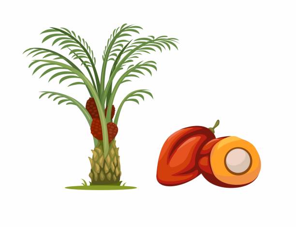  Strategi Pemupukan Kelapa Sawit Mandiri agar Panen Melimpah