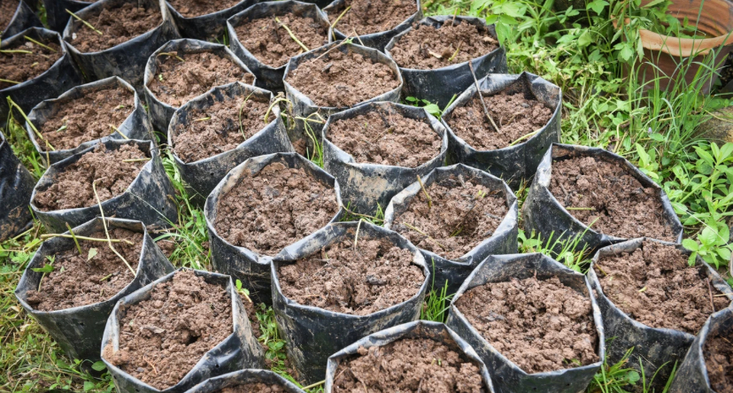 3 Jenis Tanah yang Cocok Untuk Tanaman Cabe, Hasilkan Buah Lebat