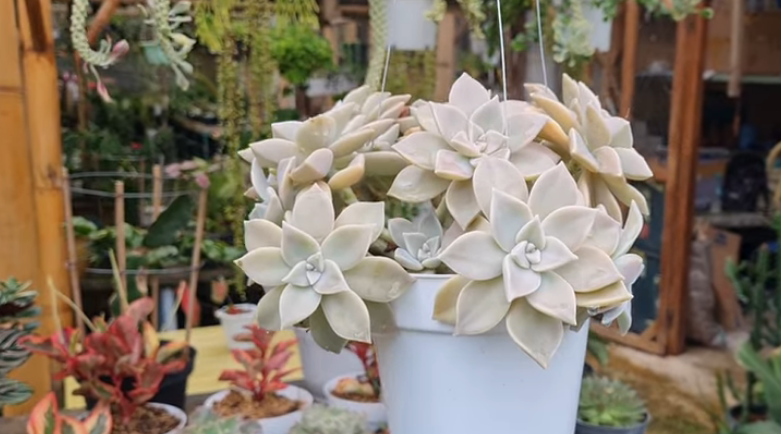 Jenis Tanaman Hias Penghasil Oksigen dalam Rumah