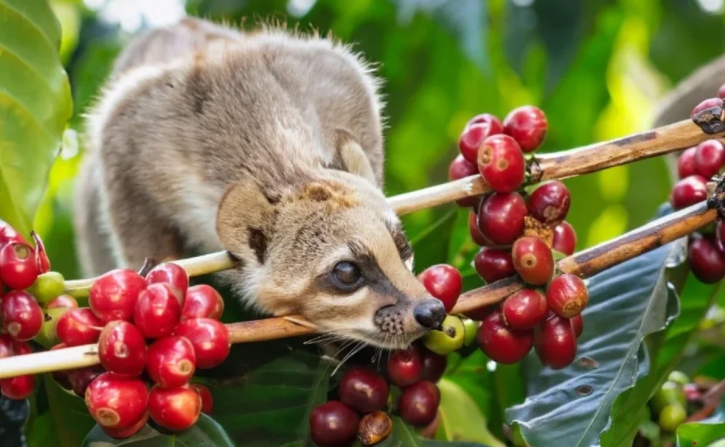 3 Manfaat Kopi Luwak, Baik untuk Menjaga Kesehatan Kulit