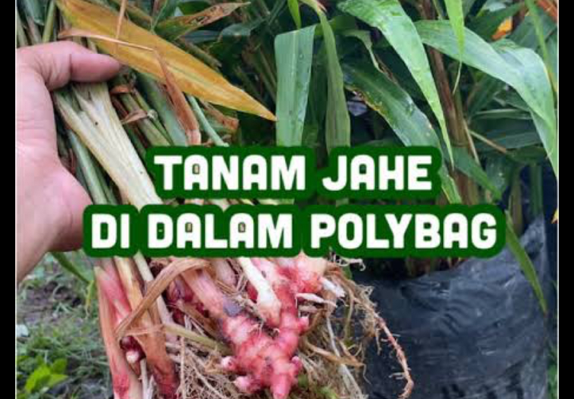 Rahasia Jahe Merah Subur Di Polybag, Auto Panen Besar