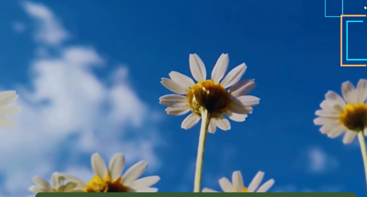 Jenis Tanaman Hias yang Cocok untuk Pemula di Dalam Ruangan