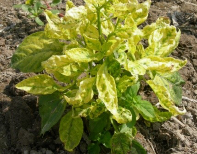 Cara Mencegah Serangan Virus Kuning pada Cabai Rawit 