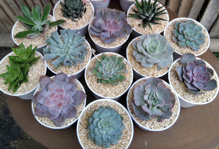 5 Tanaman Hias Outdoor yang Mudah Dirawat dan Tahan Panas