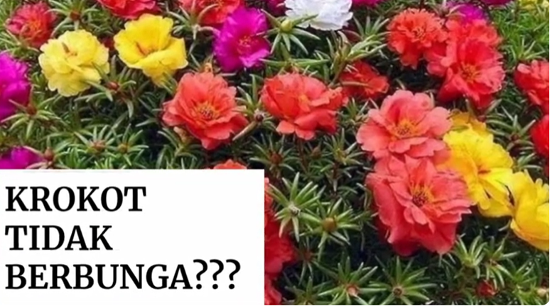 Kreatif! Cara Membuat Bonsai dari Bunga Krokot yang Mudah dan Cepat Berbunga