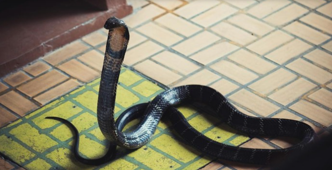 Kobra Masuk Rumah, Jangan Panik! Ini Langkah Aman Menghadapinya