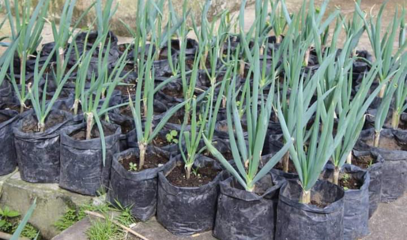 Cara Menanam Daun Bawang di Rumah, Hemat Biaya!