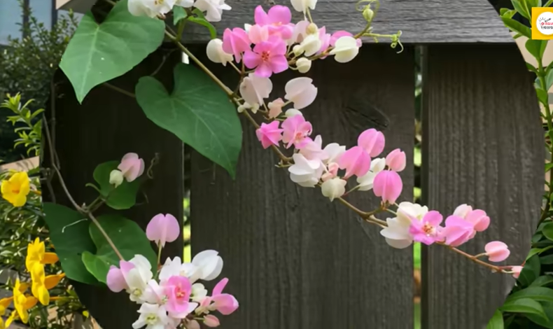 Desain Taman Bunga Pagar Rumah Anti-Mainstream yang Mengubah Tampilan Eksterior