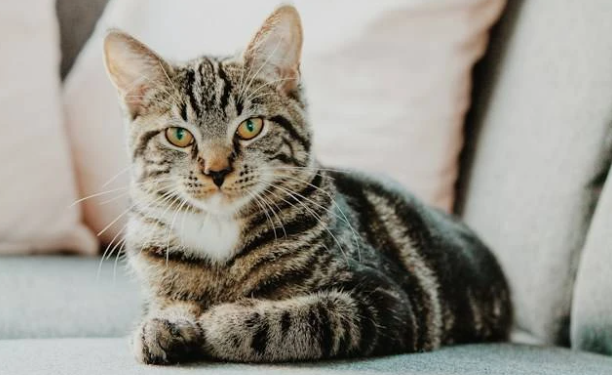 Jenis Kucing Kampung Langka di Indonesia: Lebih dari Sekadar Hewan Jalanan