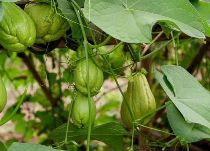 Ingat 4 Penyakit Ini Bisa Dicegah Dengan Rutin Makan Labu Siam