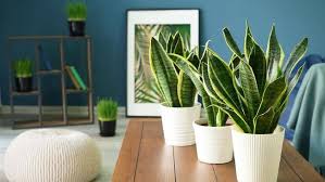 Jenis Tanaman Hias Hidroponik Populer dan Panduannya