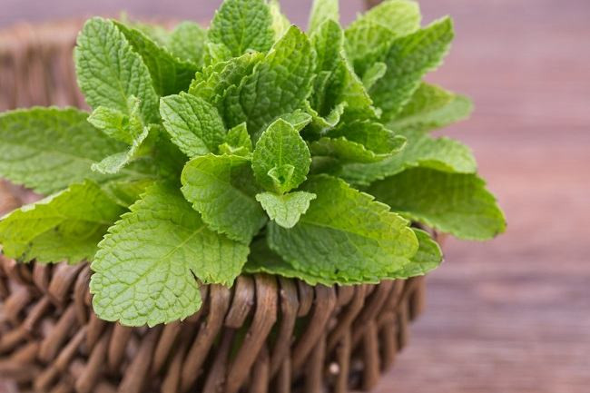 Bahaya Mengerikan Mengonsumsi Daun Mint untuk Penderita Maag