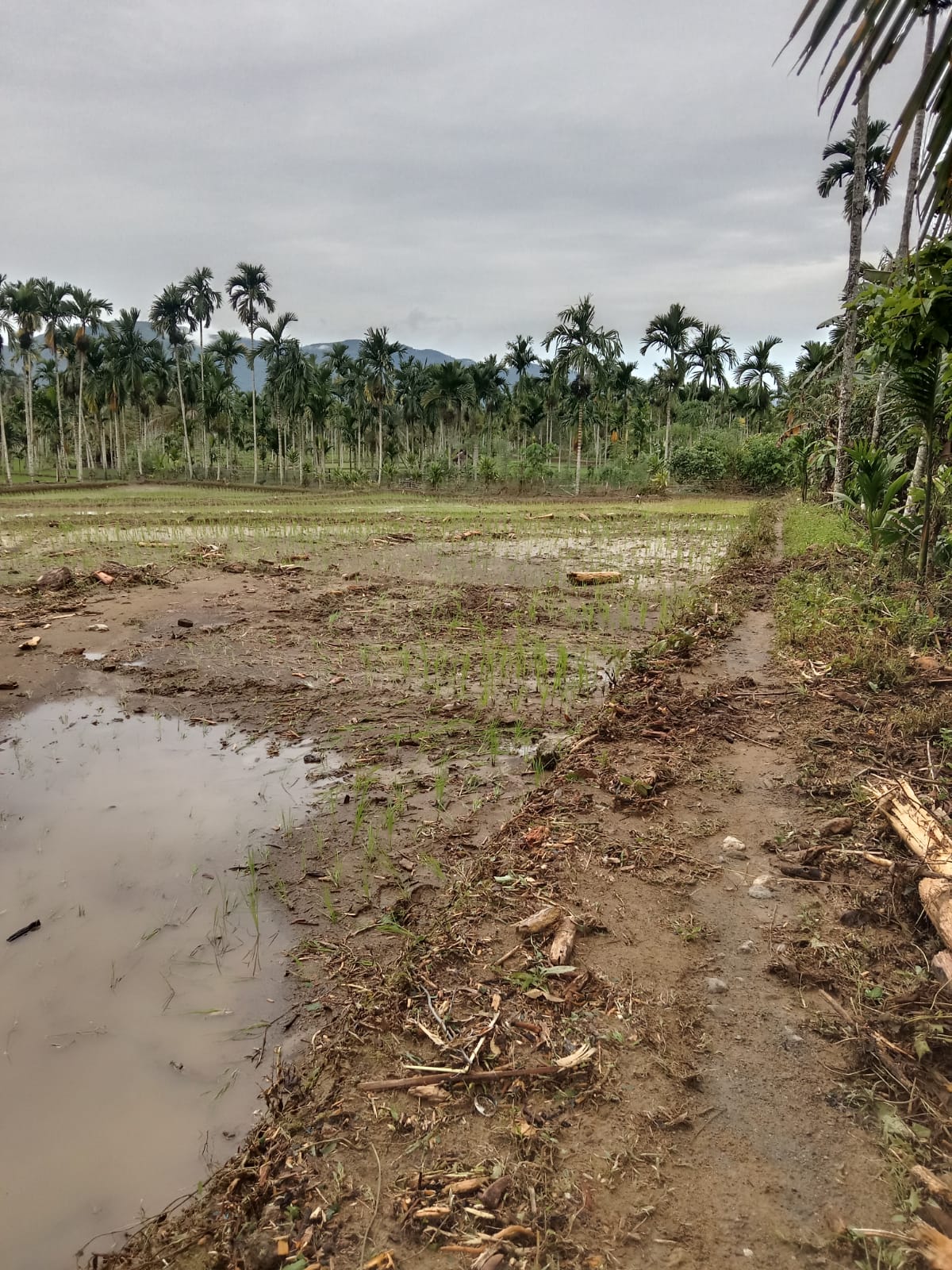  4 Hektar Padi Baru Tanam Disapu Luapan Bioa Baes, Warga Terdampak Minta Penanganan Serius oleh Pemerintah 