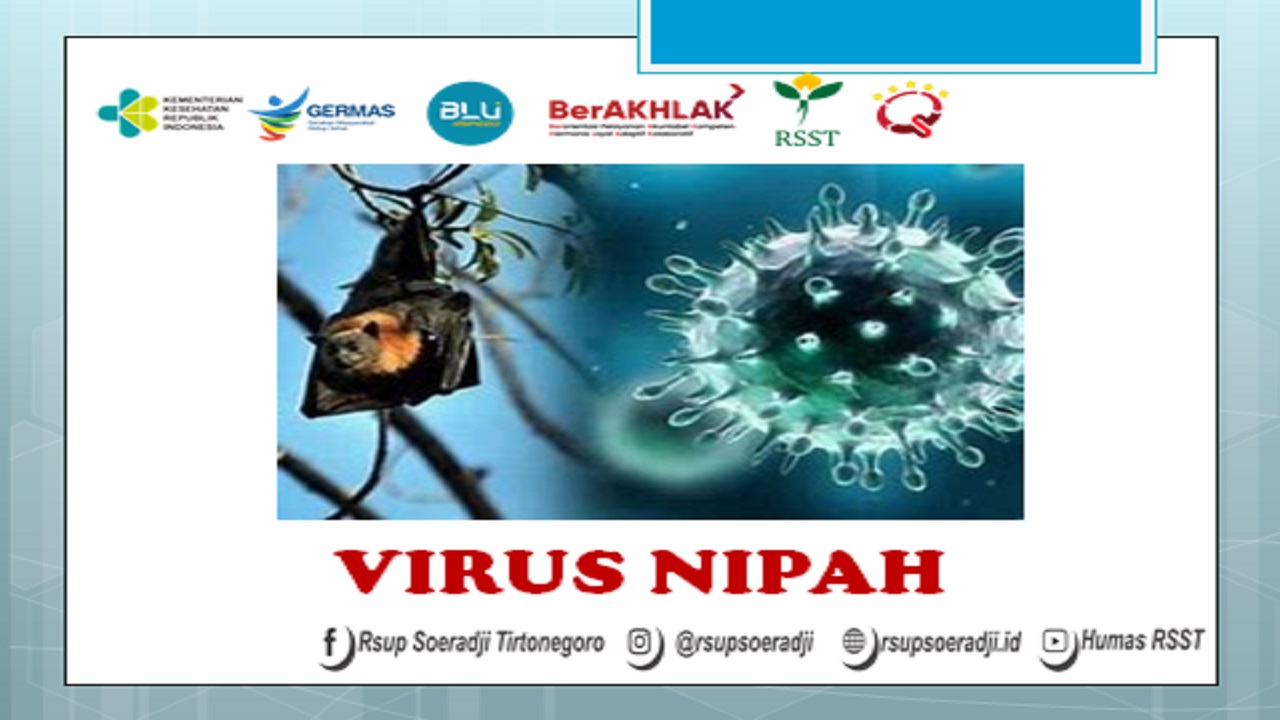 Heboh! Virus Nipah yang Mematikan, Ini Asal Usul, Tanda, Gejala dan Pencegahannya 